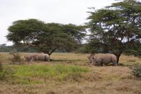 Breitmaulnashörner (3)