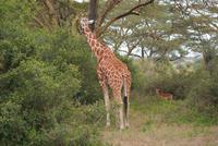 Giraffe (3)
