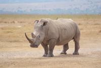 Safari im Solio Reservat (7)