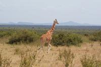 Safari im Solio Reservat (8)