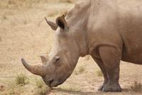 Safari im Solio Reservat (13)