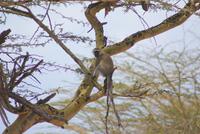 Safari im Solio Reservat (19)