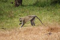 Safari im Solio Reservat (23)