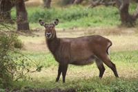 Safari im Solio Reservat (24)