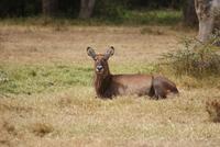 Safari im Solio Reservat (25)