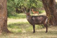 Safari im Solio Reservat (28)