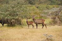 Safari im Solio Reservat (33)