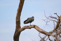 Safari im Solio Reservat (34)