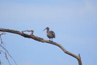 Safari im Solio Reservat (35)