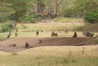 Safari im Solio Reservat (39)