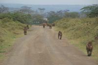 Nakuru Nationalpark (2)