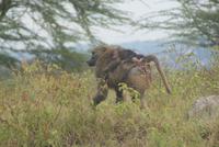Nakuru Nationalpark (3)