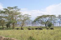 Nakuru Nationalpark (6)