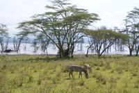 Nakuru Nationalpark (7)
