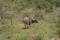 Nakuru Nationalpark (8)