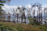 Nakuru Nationalpark (9)