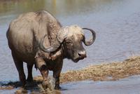 Nakuru Nationalpark (13)