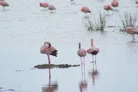 Nakuru Nationalpark (17)