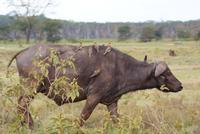 Büffel mit Madenhackern