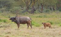 Büffel mit Kalb