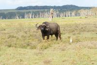 Nakuru Nationalpark (20)