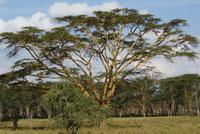 Nakuru Nationalpark (22)