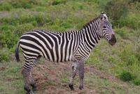 Nakuru Nationalpark (23)