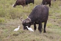 Nakuru Nationalpark (30)