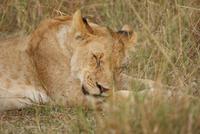Masai Mara (9)
