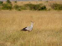 Sekretärvogel