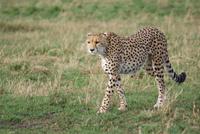 Gepardenbeobachtung (2)