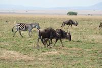 Frühstück in der Masai Mara (4)