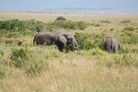 Elefanten in der Masai Mara