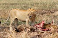 Löwe mit Beute (2)