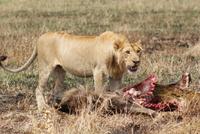 Löwe mit Beute (3)