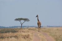 Masai Mara (45)
