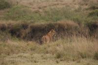 Löwen in der Masai Mara