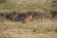 Löwen in der Masai Mara (2)