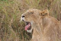 Löwen in der Masai Mara (4)