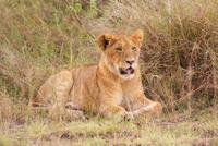 Löwen in der Masai Mara (5)