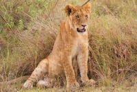 Löwen in der Masai Mara (6)