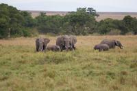 Elefanten in der Masai Mara (2)