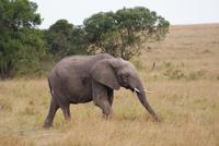 Elefanten in der Masai Mara 
