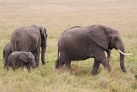 Elefanten in der Masai Mara  (2)