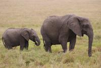 Elefanten in der Masai Mara  (3)