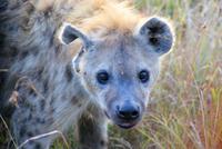 Hyäne (2)