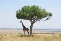 Giraffe unter einer Akazie