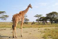 Safari zu Fuß auf Crescent Island