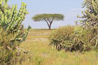 334-Akazie in der Savanne