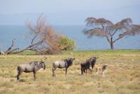 Gnus auf Crescent Island